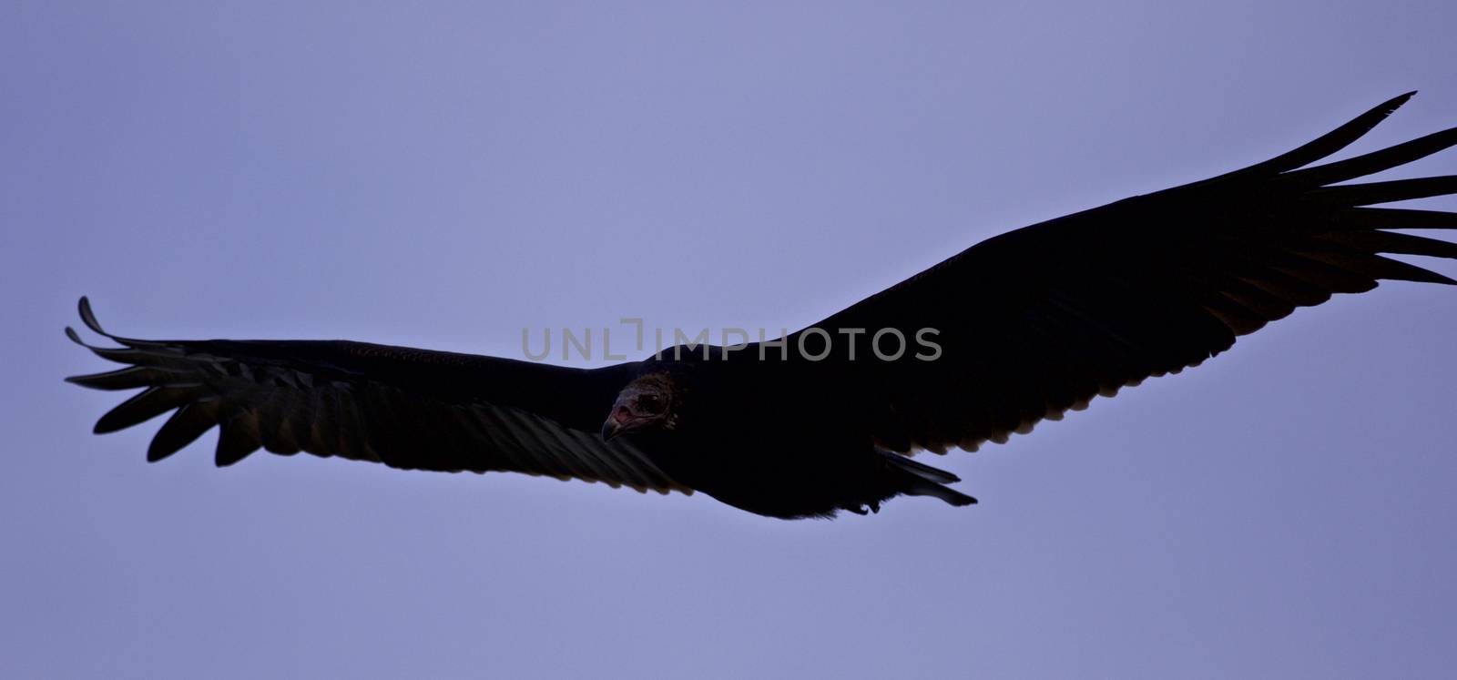 Background with a vulture in the sky by teo