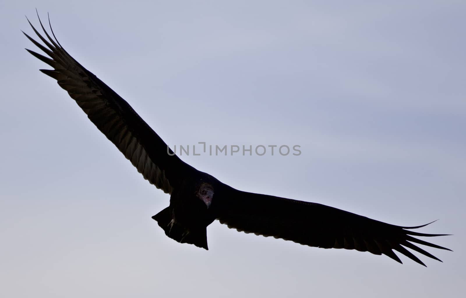 Isolated photo of a vulture in the sky by teo