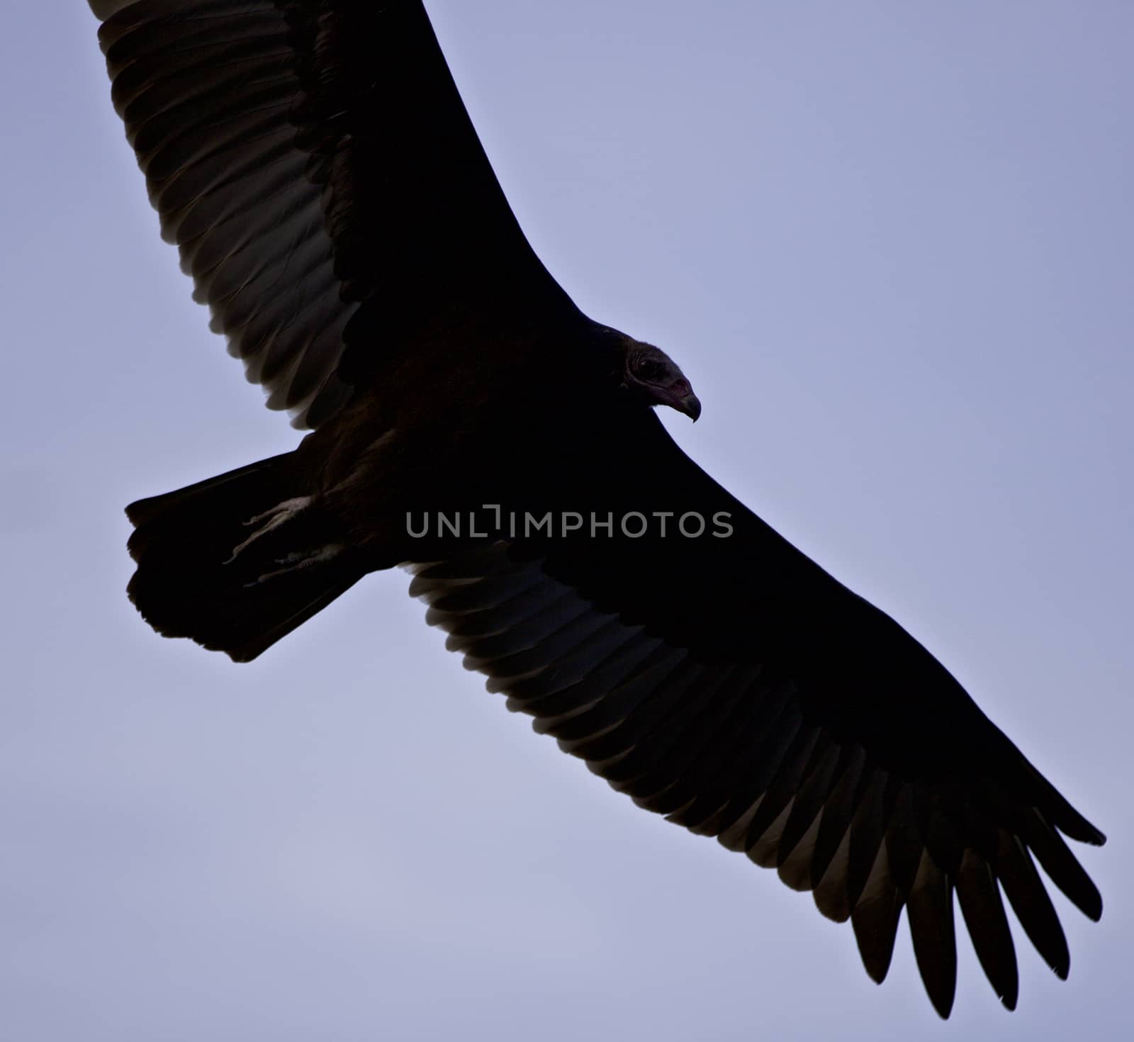 Isolated picture with a vulture in the sky by teo