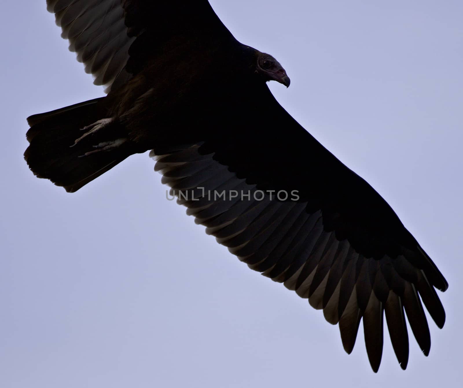 Isolated image of a vulture in the sky by teo