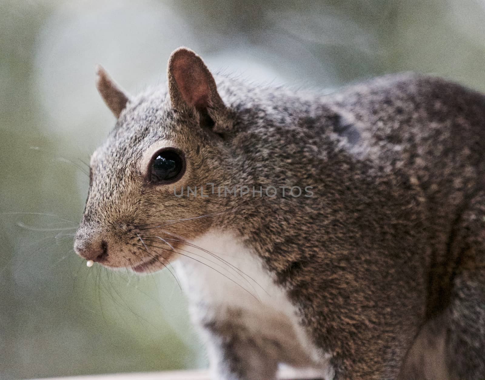 Beautiful image with a cute funny squirrel by teo