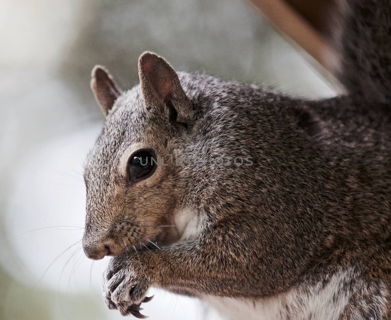 Beautiful isolated photo of a cute funny squirrel by teo