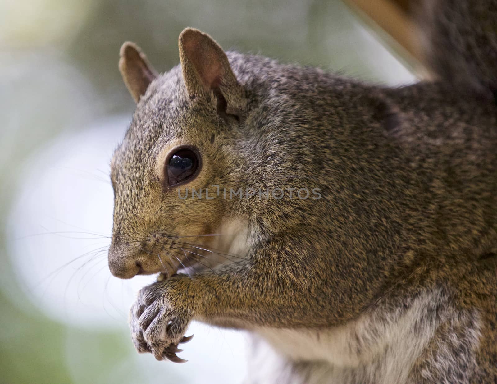 Beautiful background with a cute funny squirrel by teo