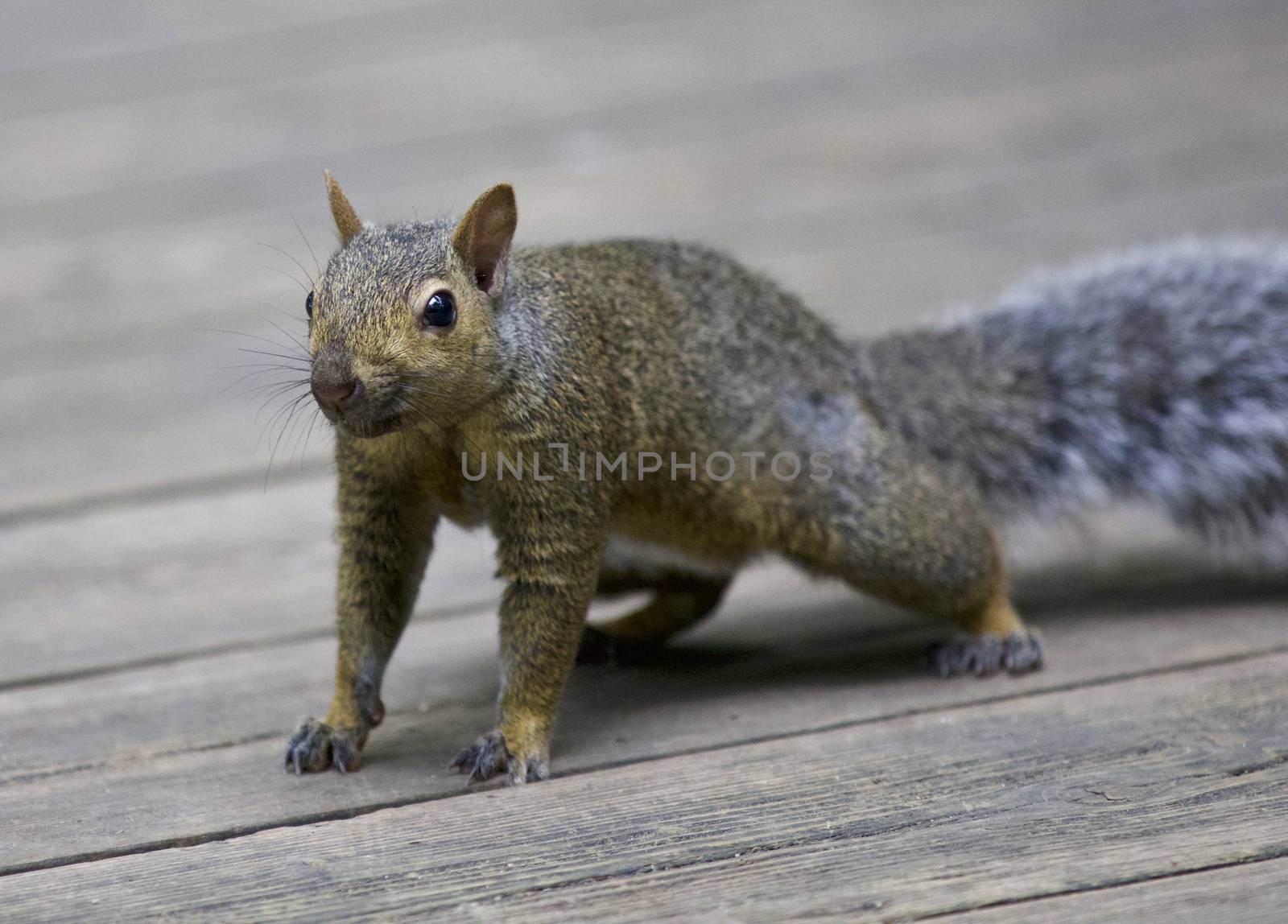 Beautiful isolated photo of a wild cute funny squirrel on the wooden road