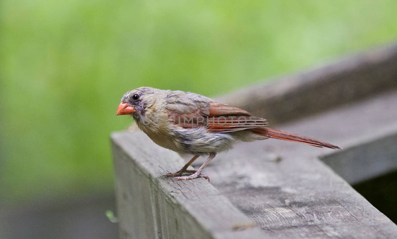 Beautiful image with a bird on the wood by teo