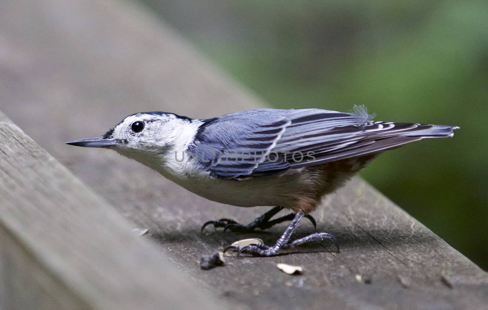 Isolated image of a white-breasted nuthatch bird by teo