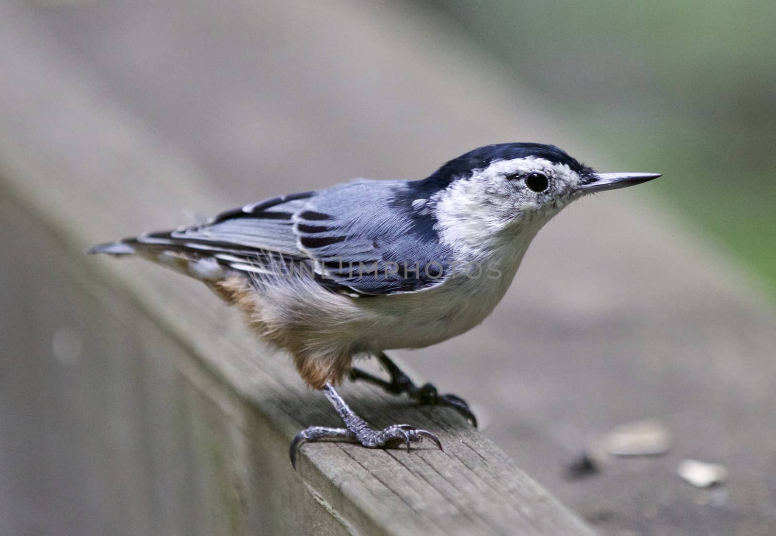 Beautiful isolated image of a white-breasted nuthatch