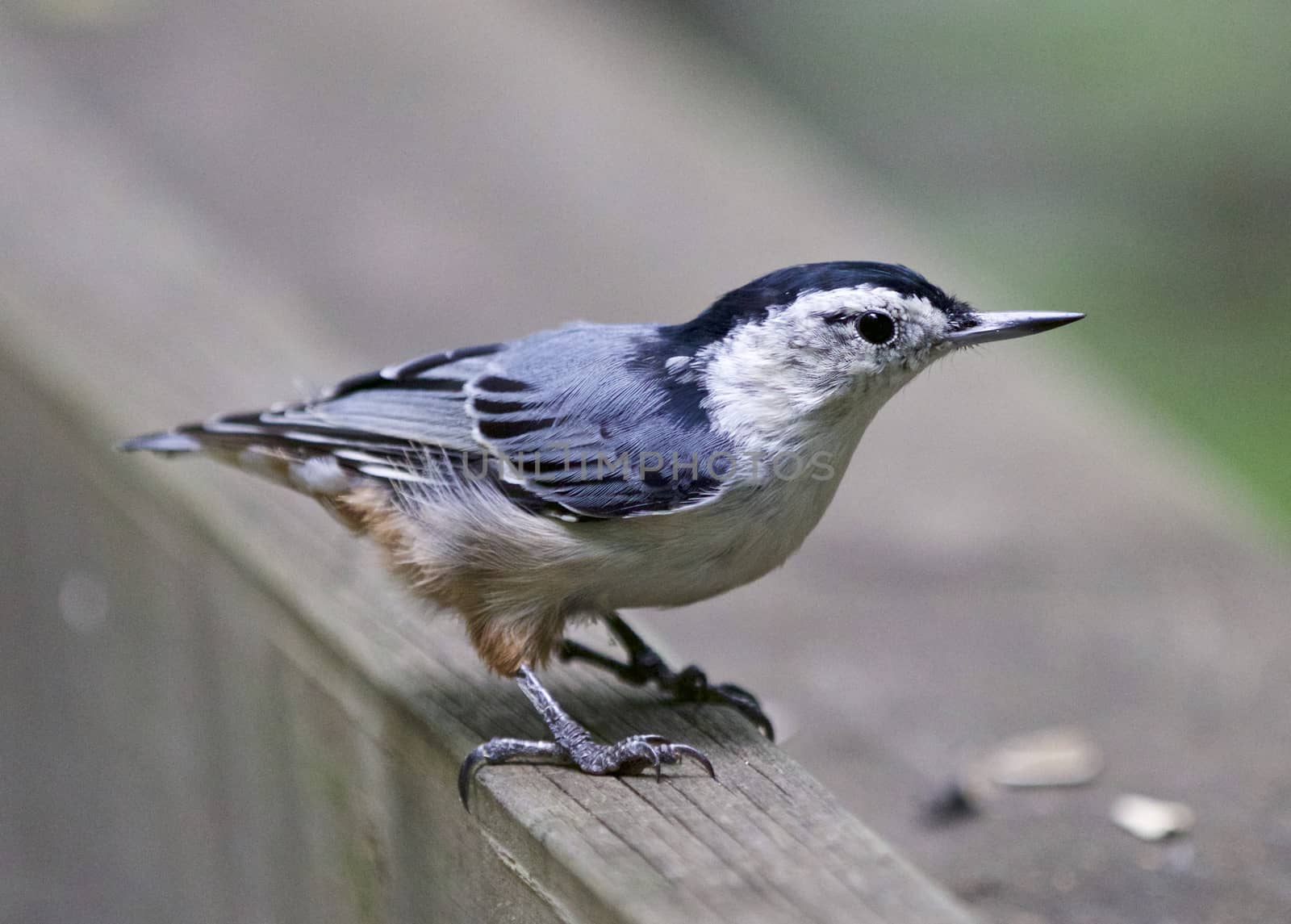 Beautiful background with a white-breasted nuthatch