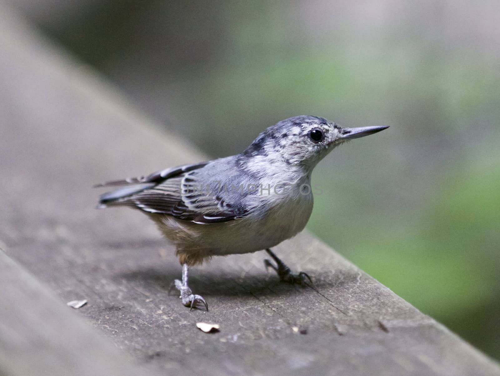 Beautiful background with a white-breasted nuthatch bird by teo