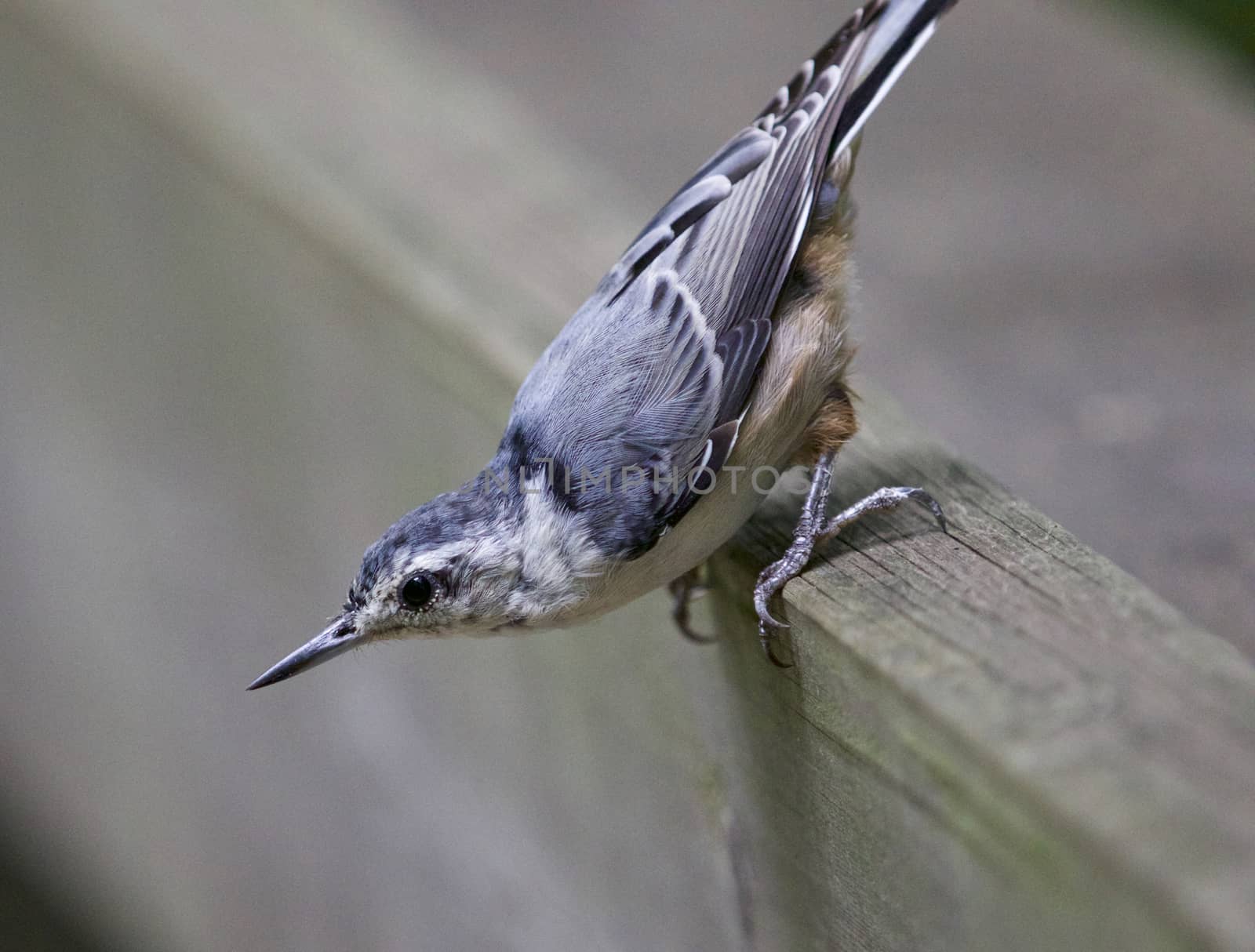 Beautiful picture of a white-breasted nuthatch