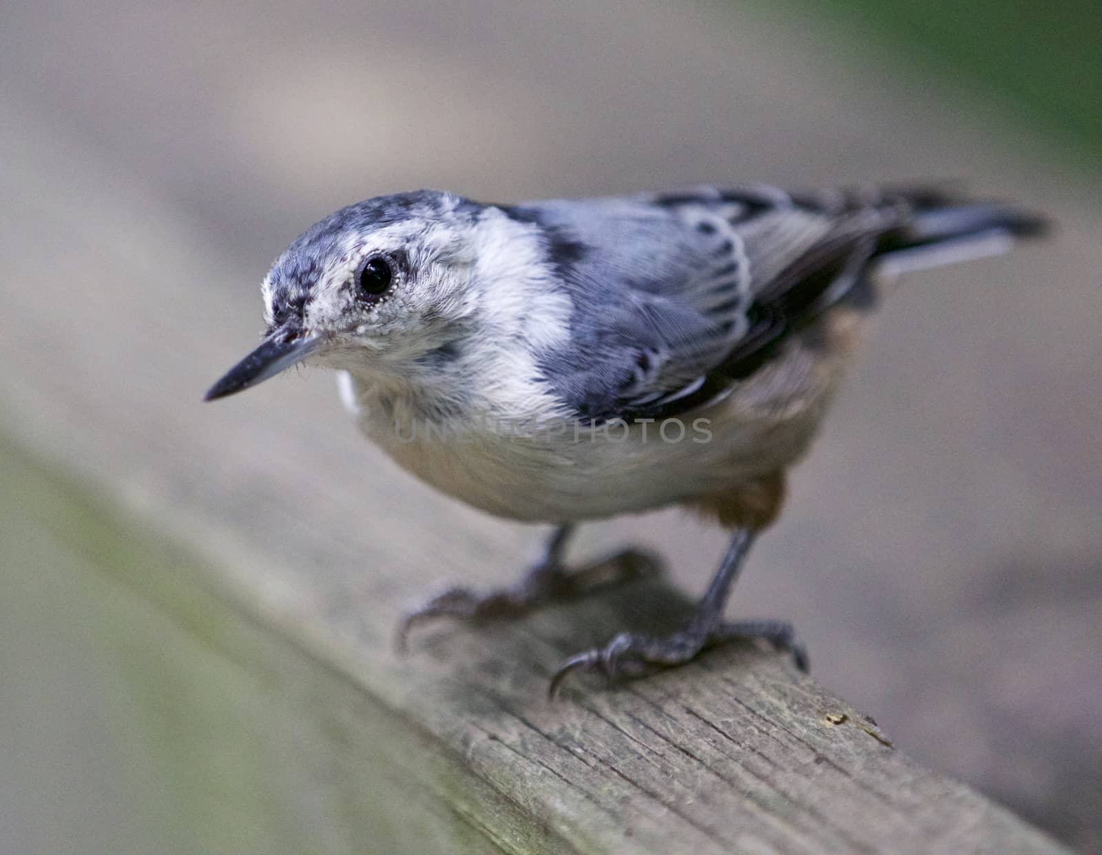 Beautiful isolated image with a white-breasted nuthatch bird by teo