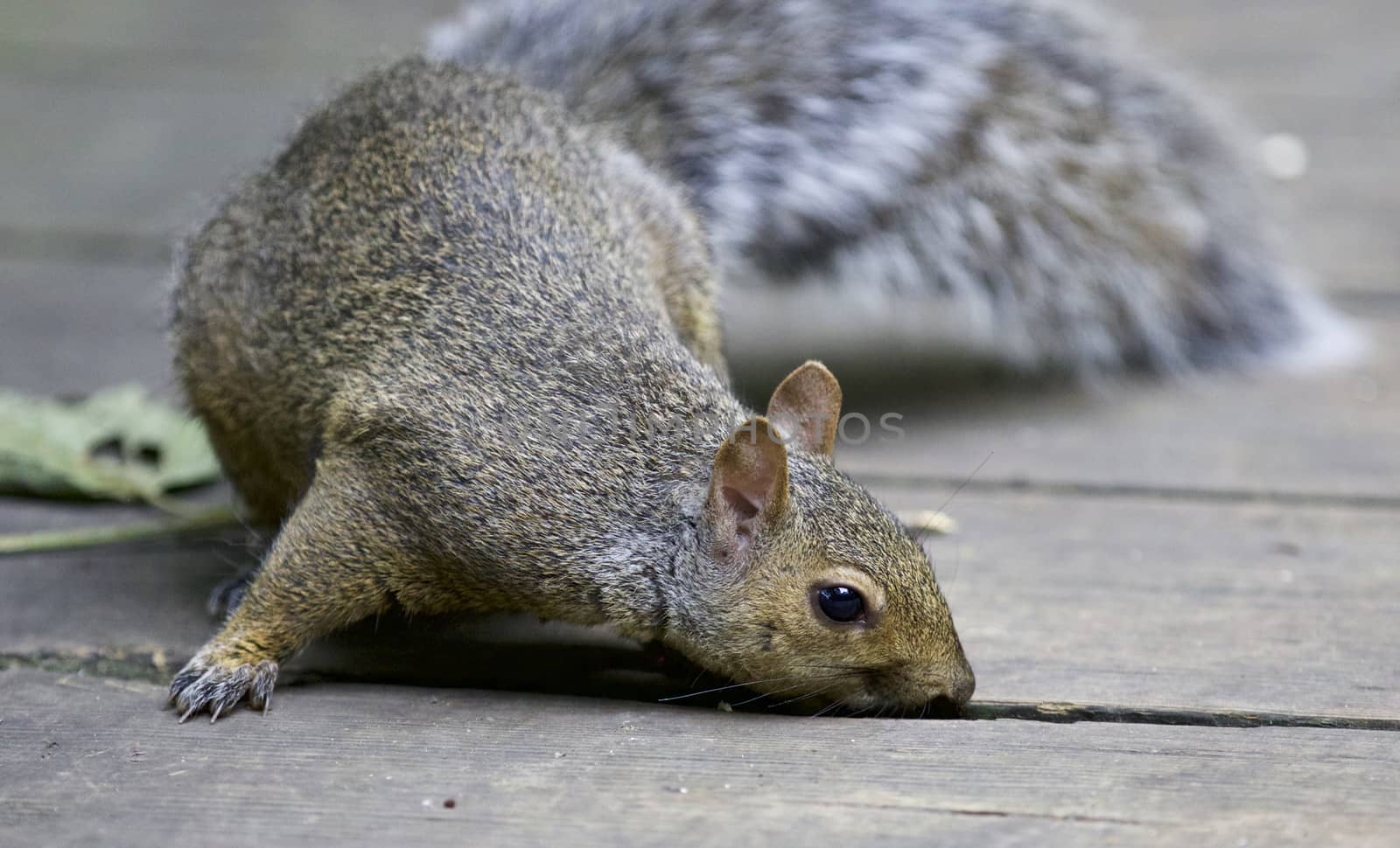 Beautiful isolated image with a cute funny squirrel by teo