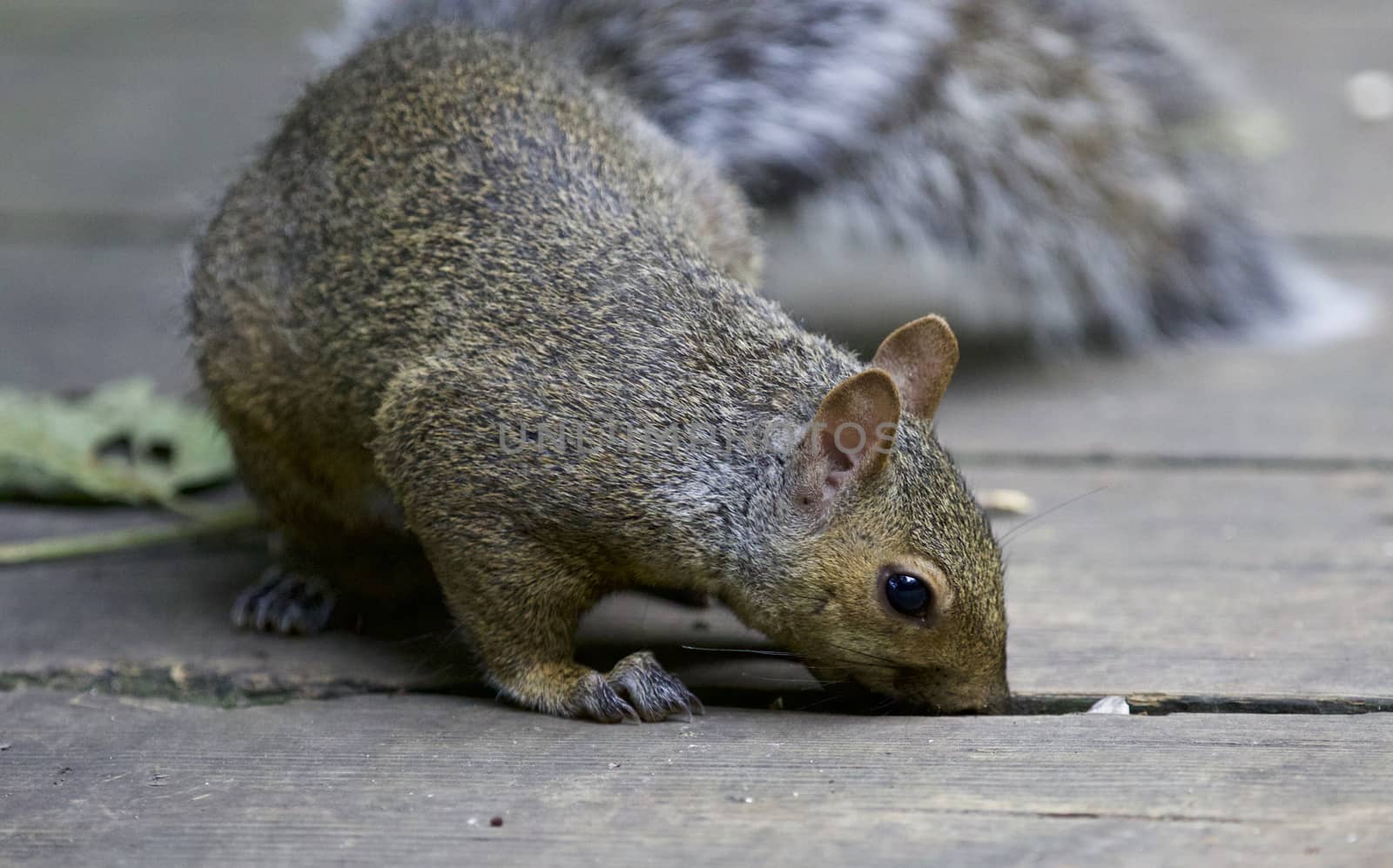 Beautiful image with a cute funny squirrel