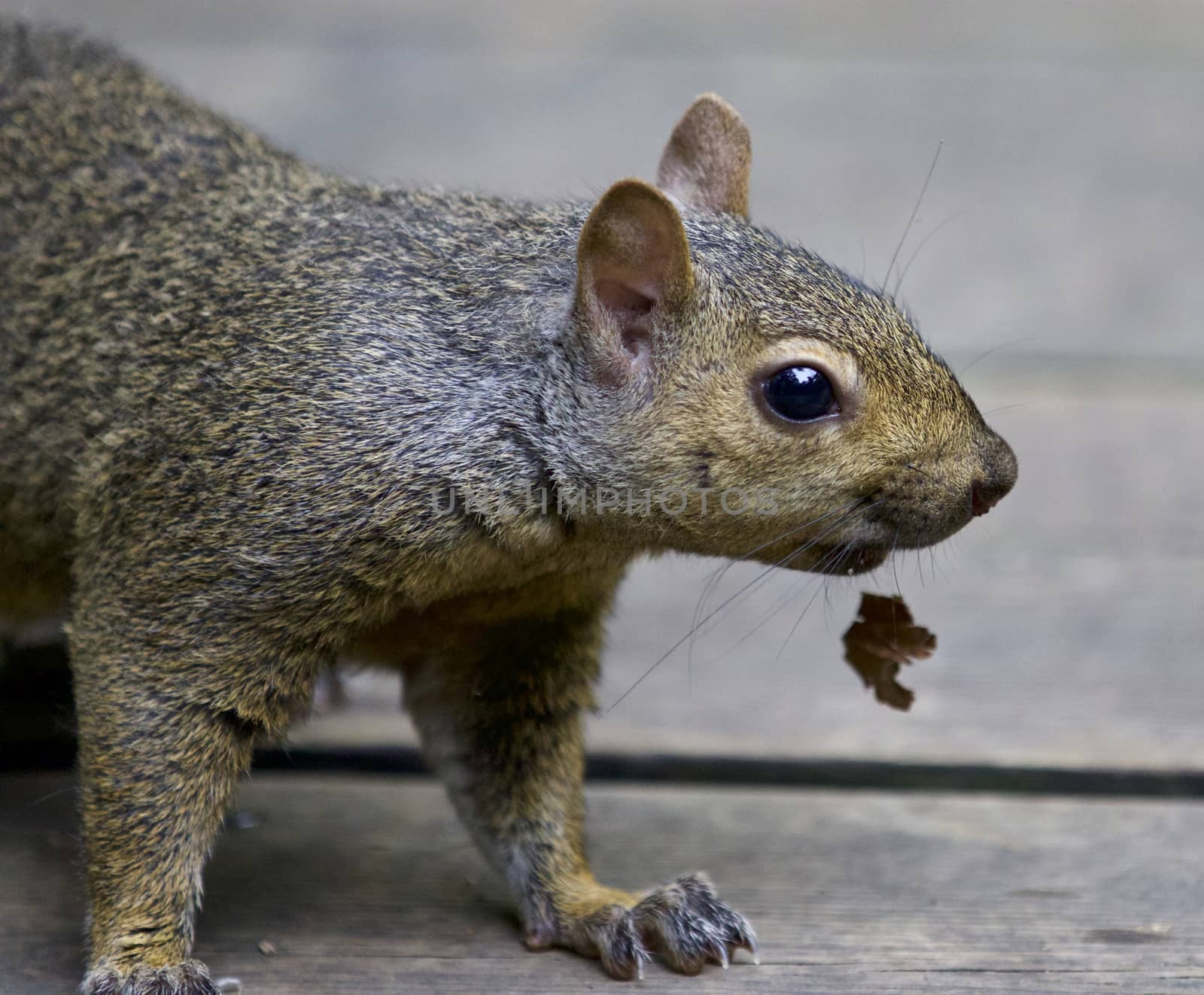 Beautiful portrait of a cute funny squirrel by teo