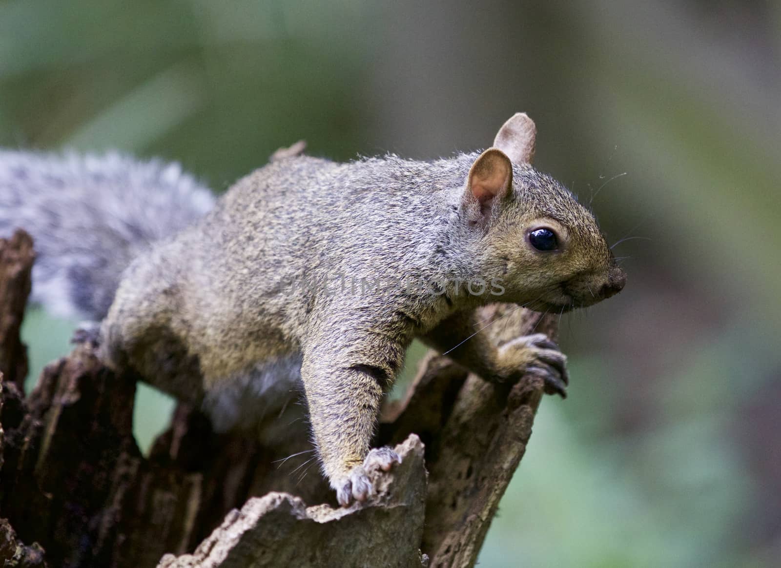 Beautiful background with a cute funny squirrel by teo