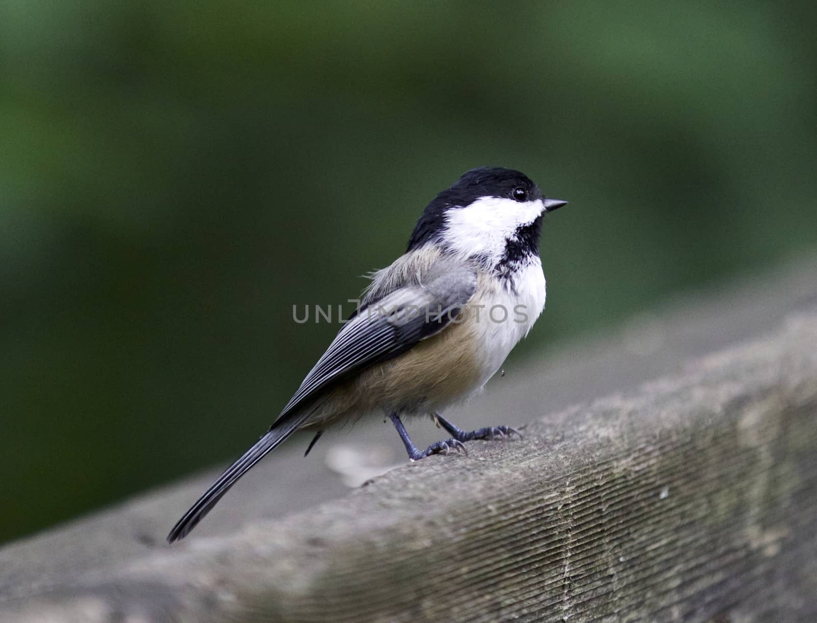 Beautiful isolated picture with a black-capped chickadee bird by teo