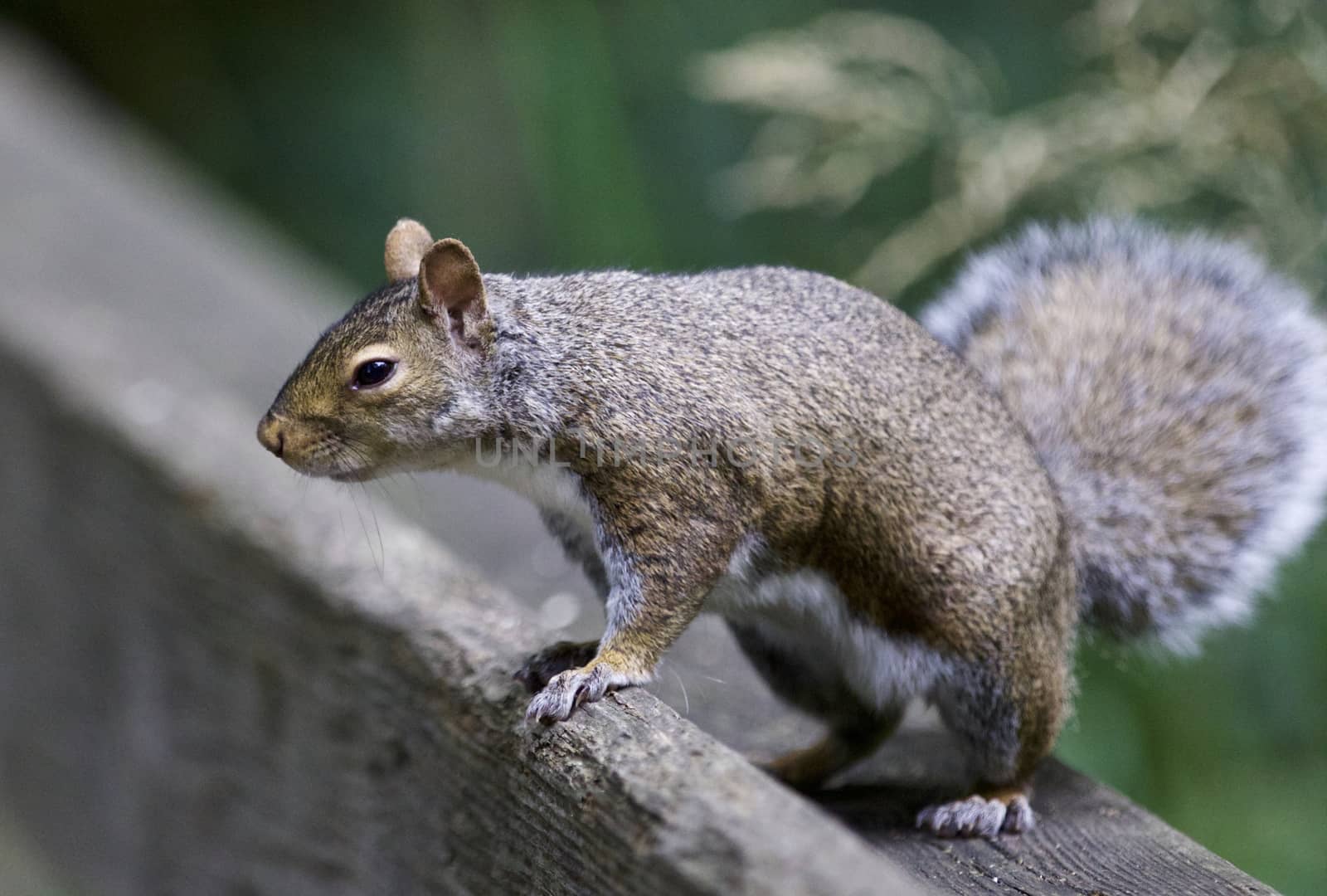 Beautiful image with a curious funny squirrel by teo