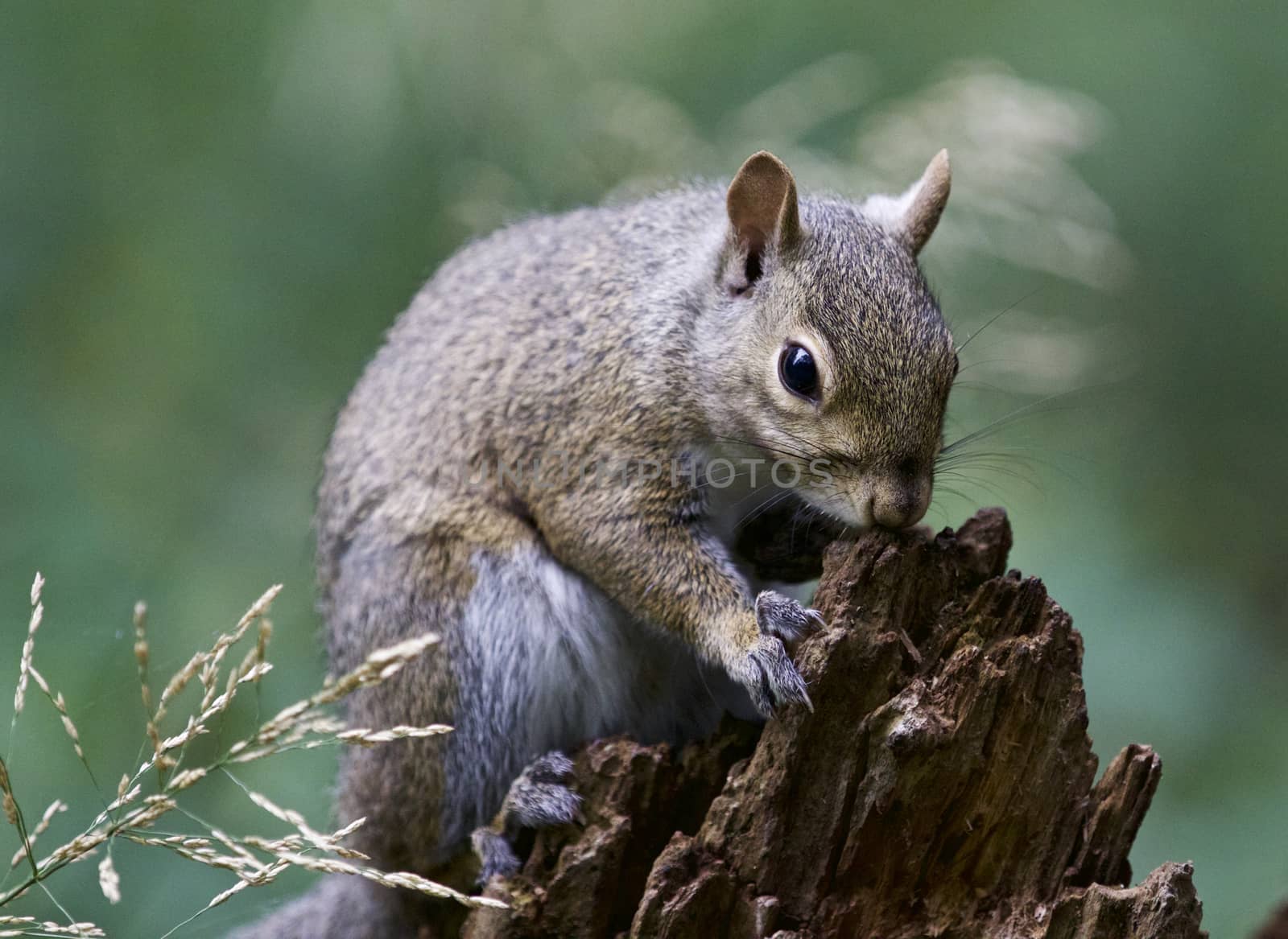 Beautiful image with a cute funny squirrel