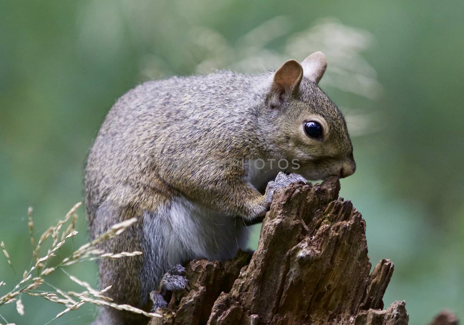 Beautiful background with a cute funny squirrel on a stump by teo