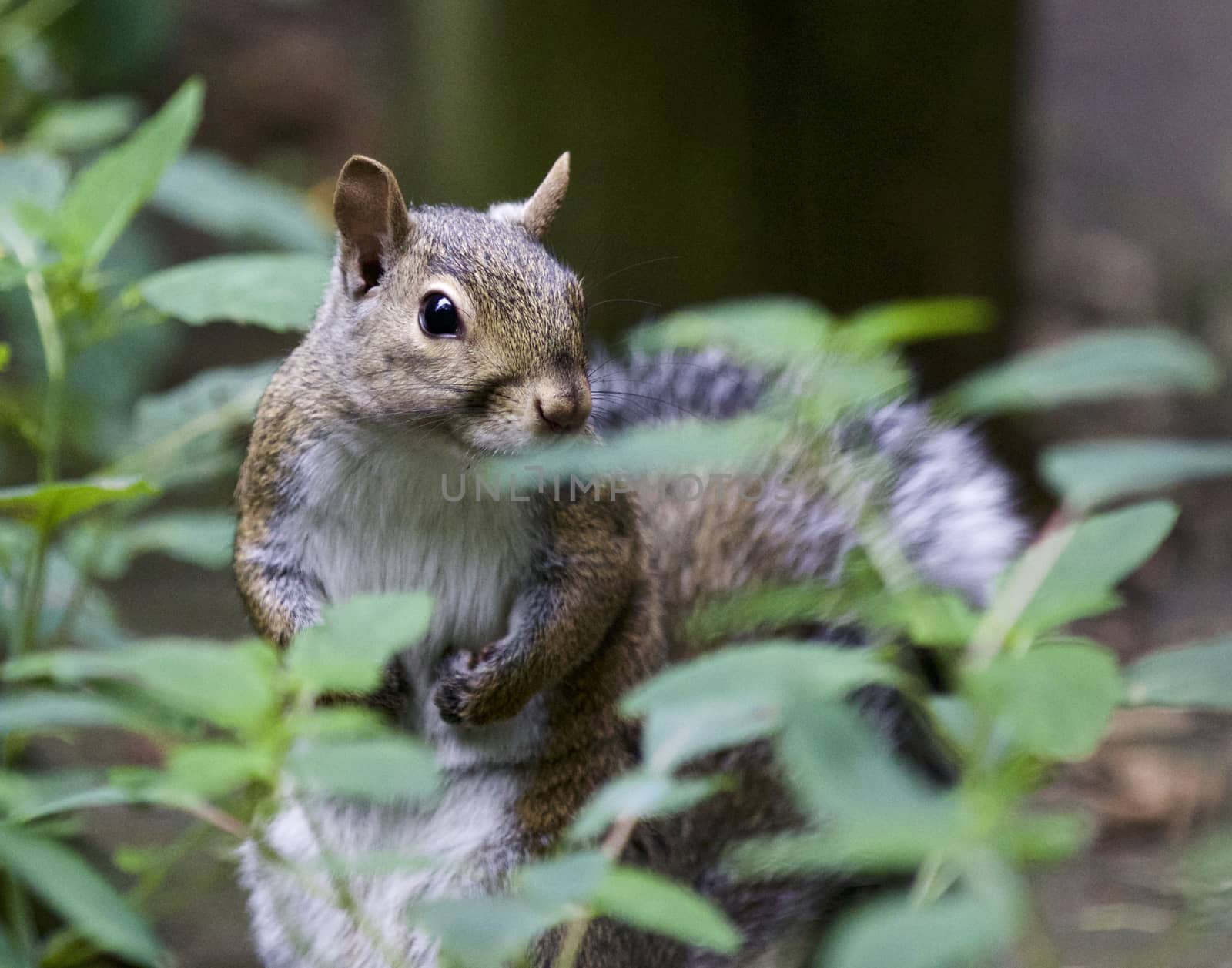 Beautiful image with a cute funny squirrel in the grass by teo