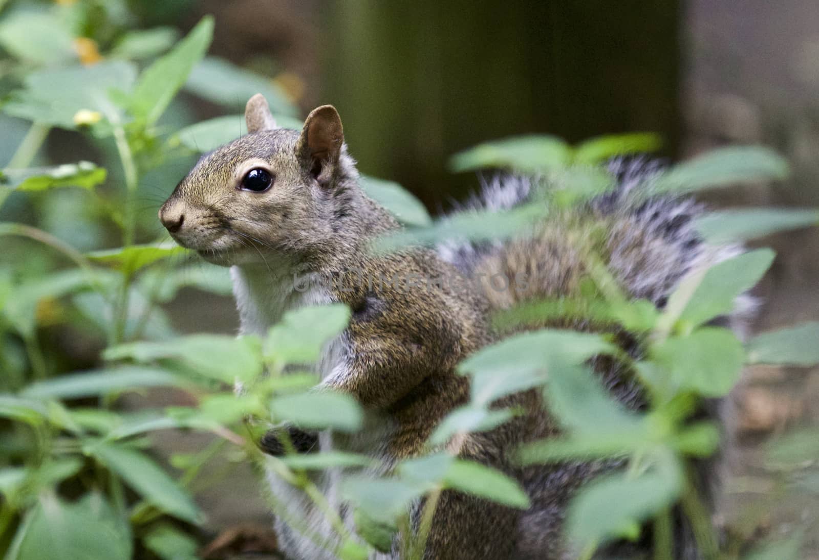 Beautiful picture with a cute funny squirrel in the grass by teo