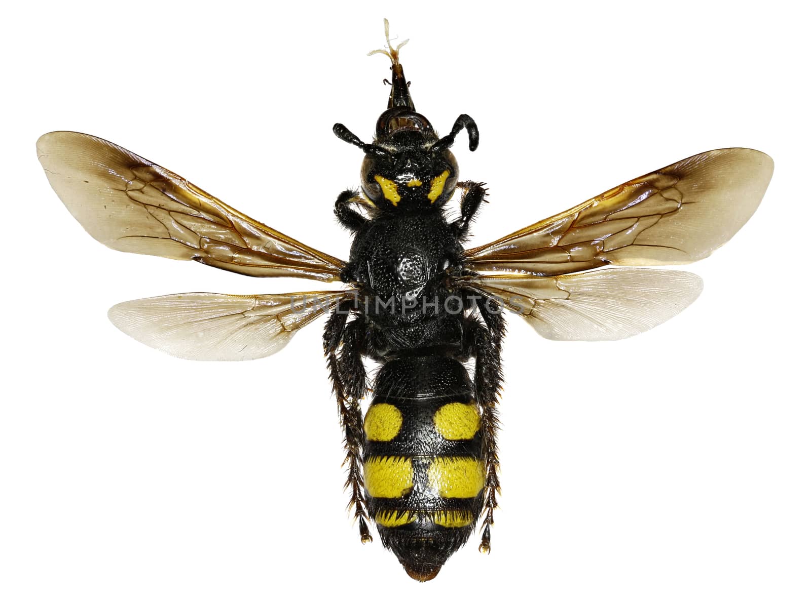 Mammoth Wasp on white Background  -  Colpa sexmaculata  (Fabricius, 1781)