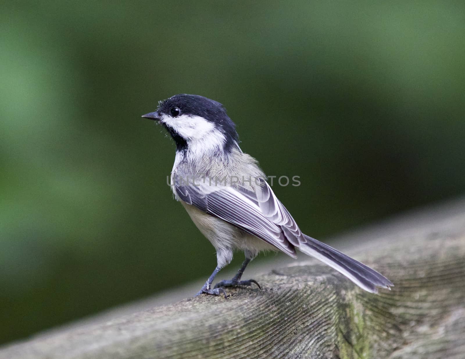 Beautiful isolated image with a black-capped chickadee bird by teo