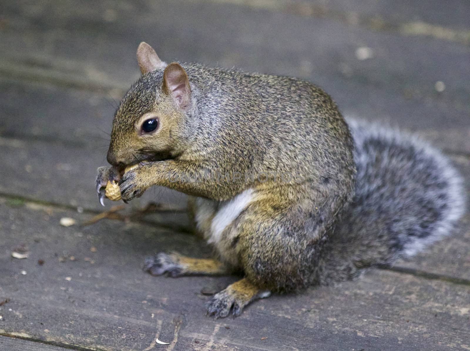 Beautiful isolated photo of a cute funny squirrel eating something