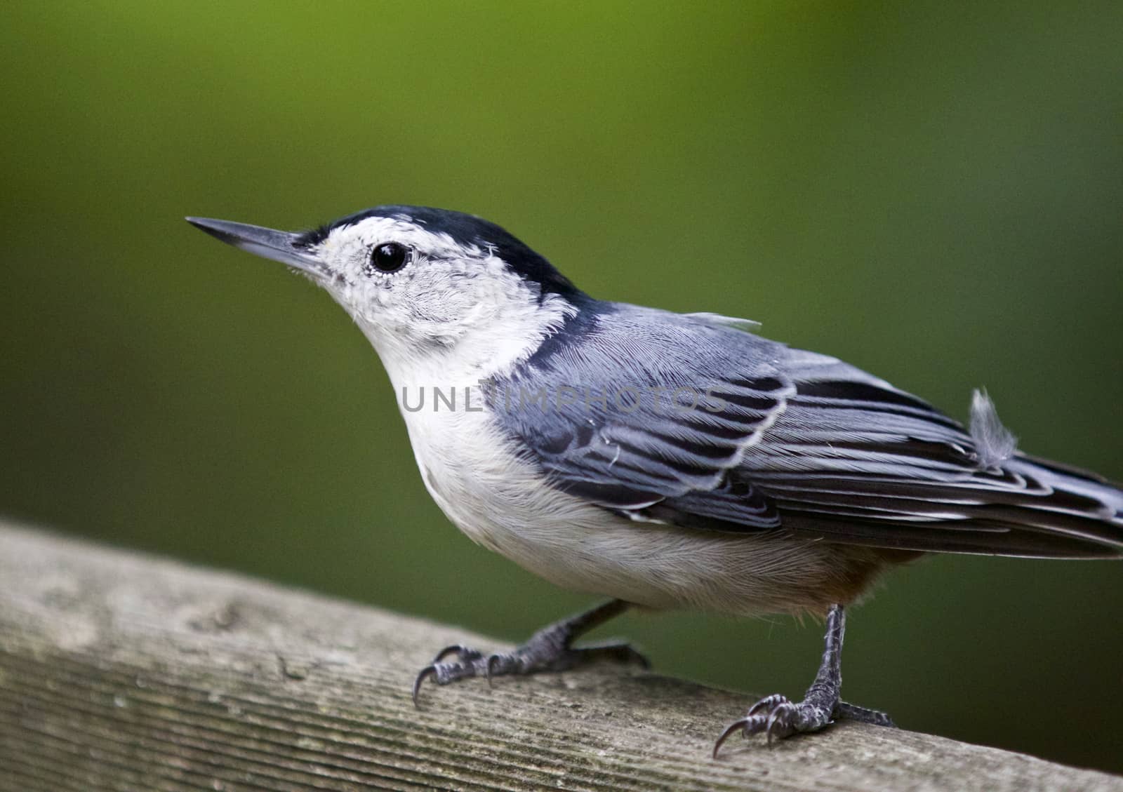 Beautiful isolated photo of a white-breasted nuthatch