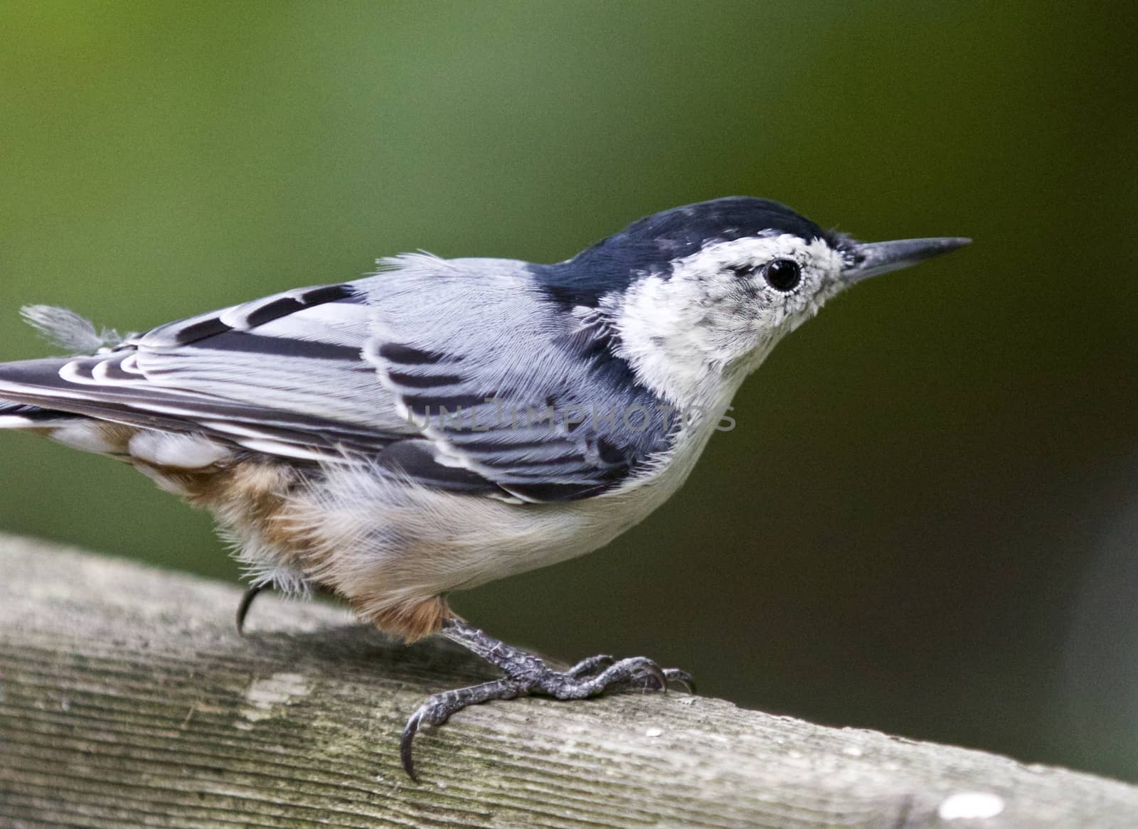 Beautiful isolated picture of a white-breasted nuthatch bird by teo