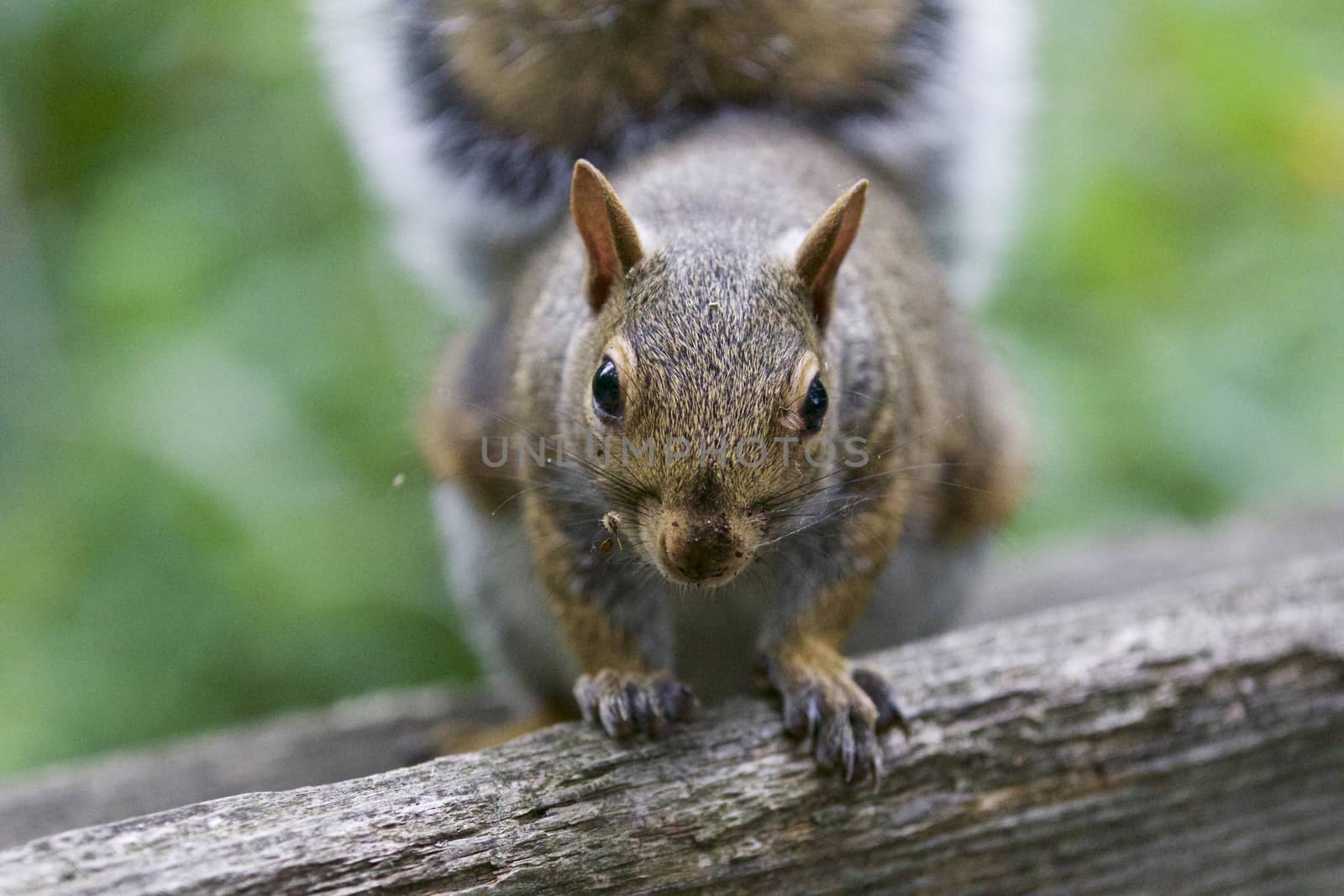 Beautiful image with a cute funny squirrel