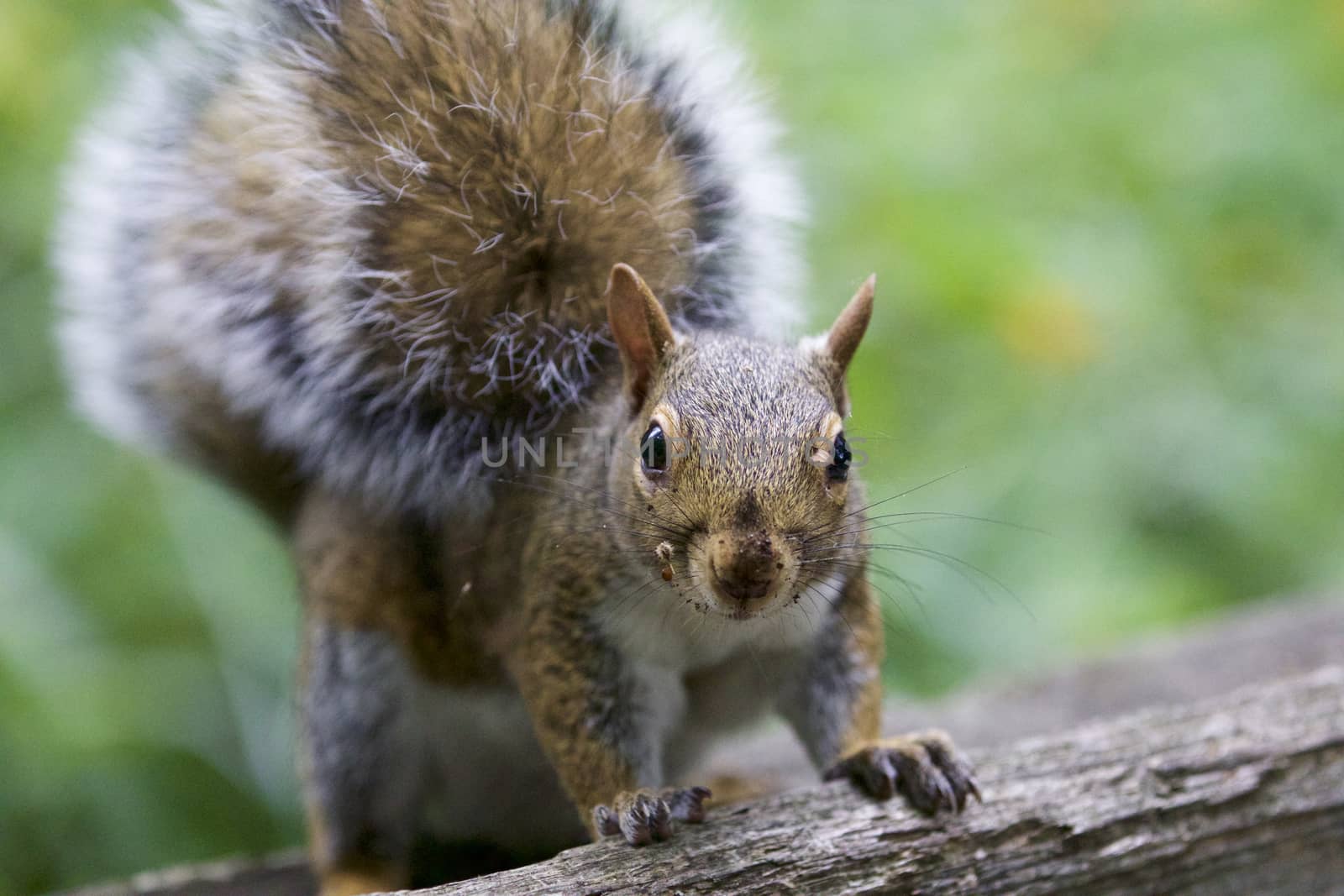 Beautiful image with a cute funny squirrel