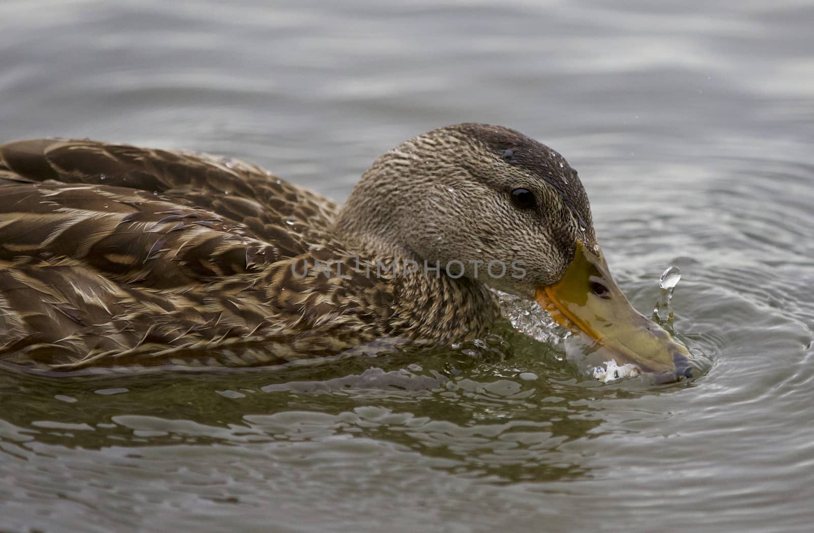 Beautiful isolated picture with a duck drinking water by teo