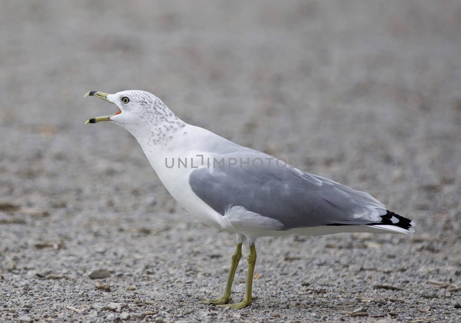 Funny isolated photo of a screaming gull on the shore