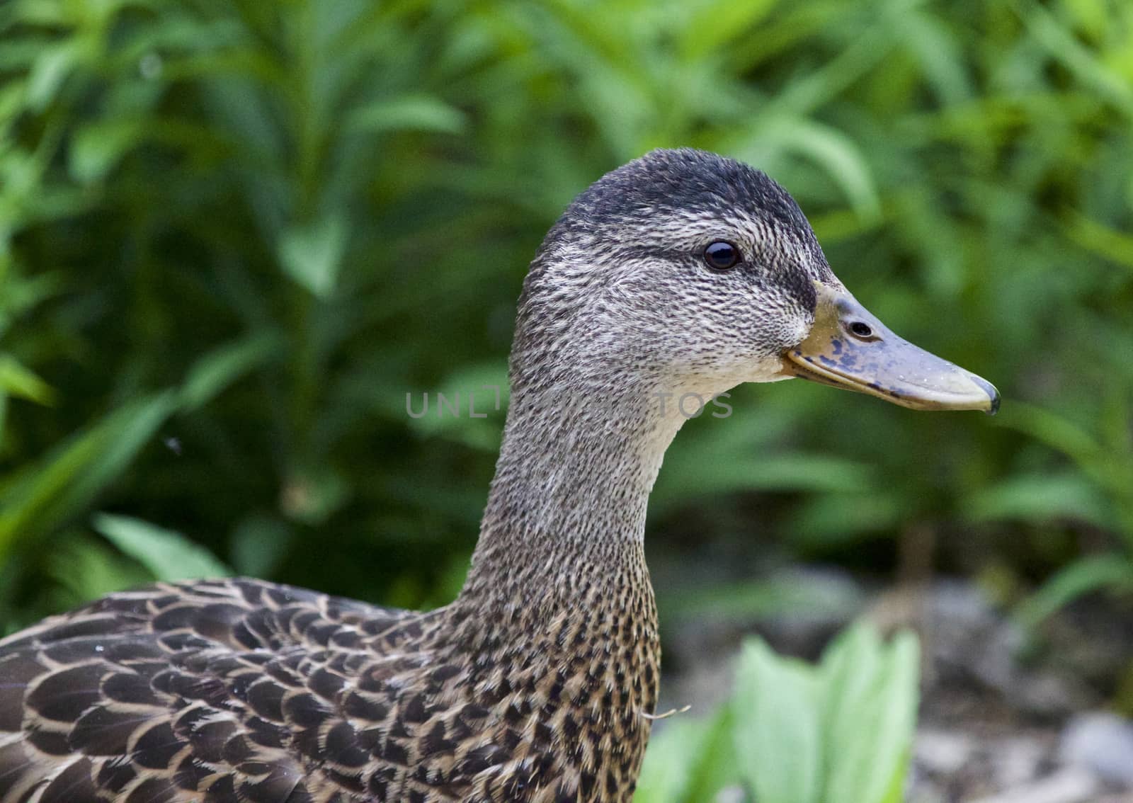 Beautiful isolated picture of a duck on a grass field by teo