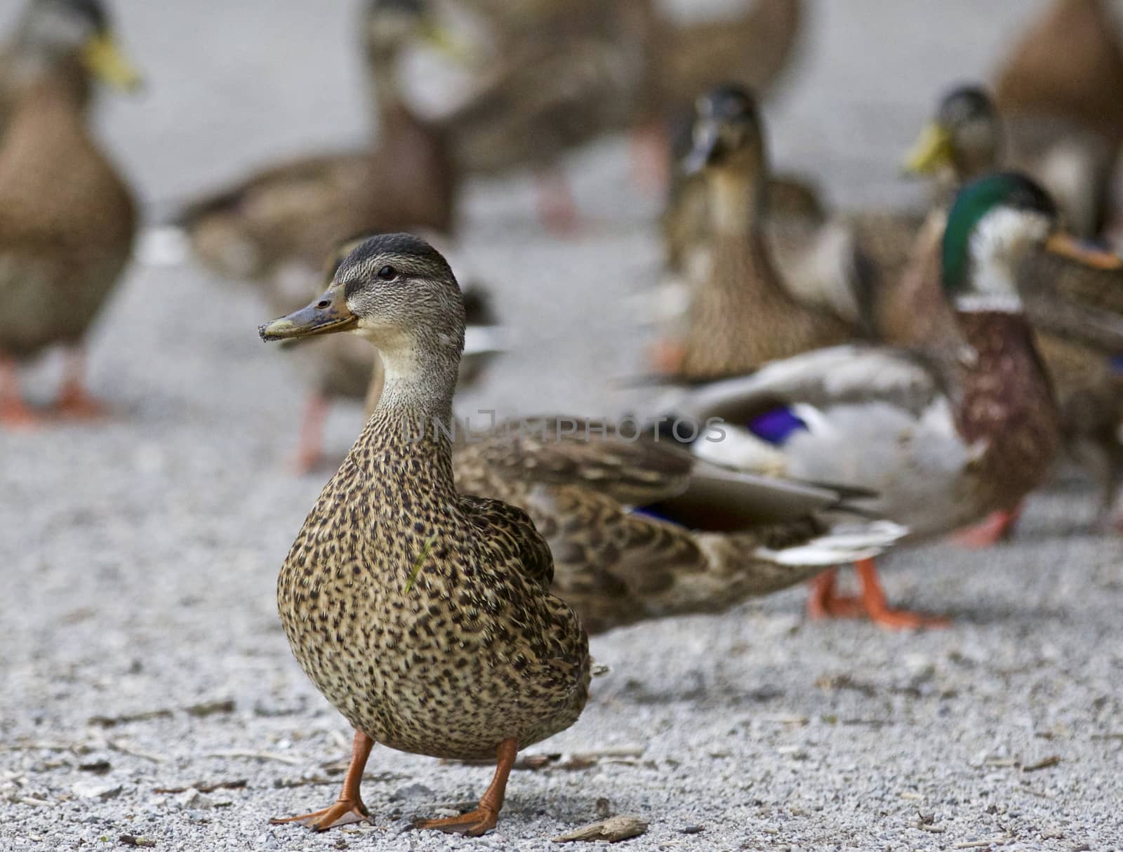 Beautiful isolated photo of a group of ducks by teo