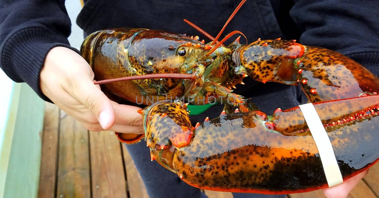 Fresh caught lobster from Maine.