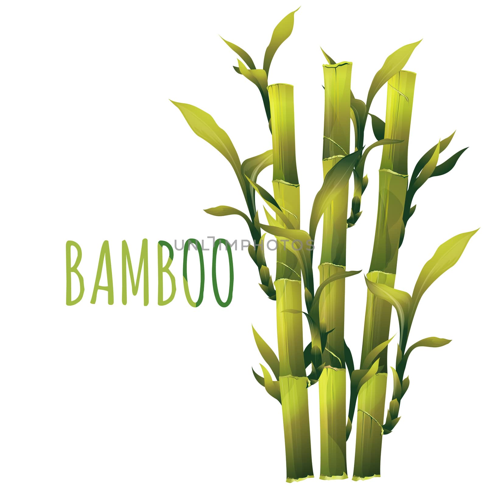 Bamboo  Illustration by ConceptCafe