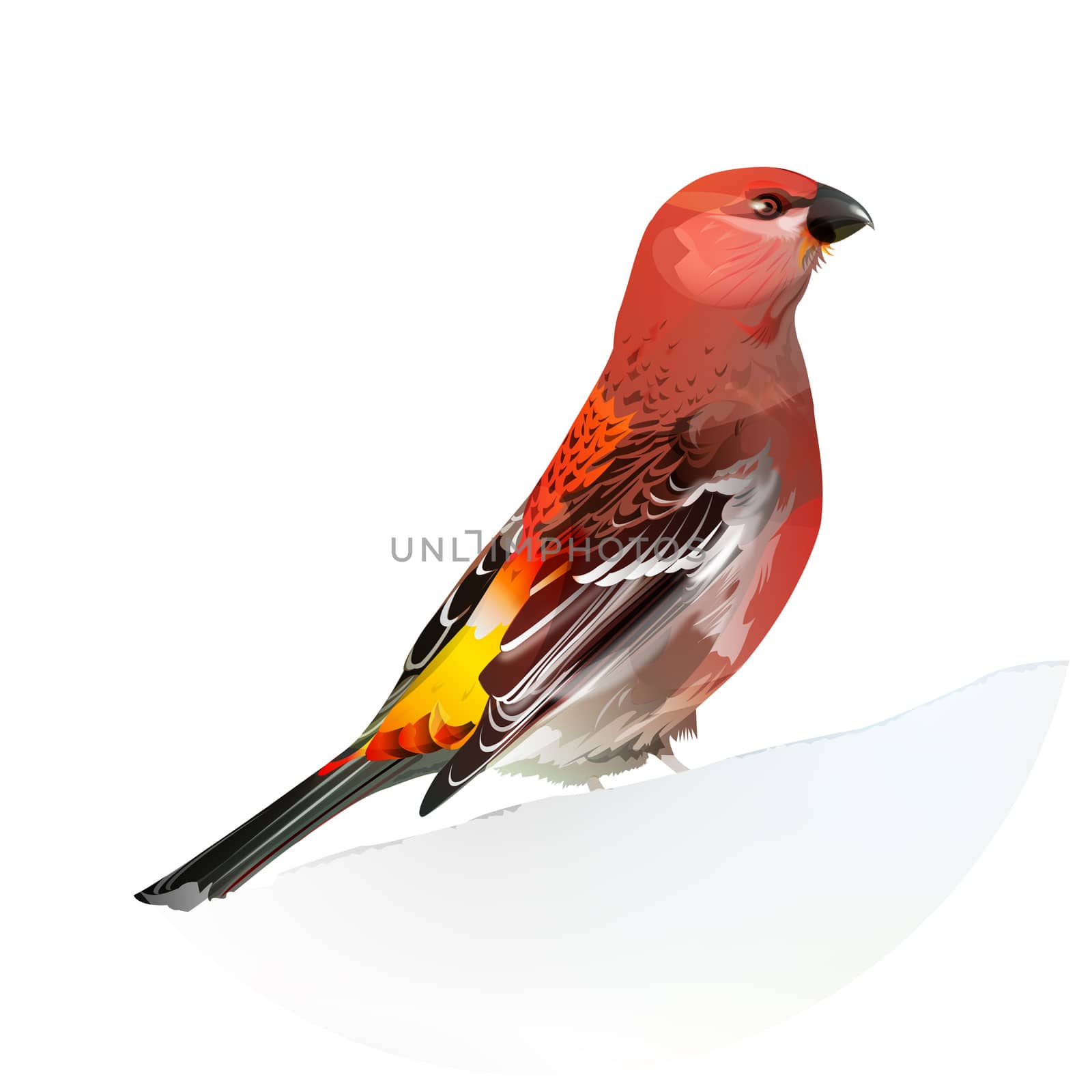 Red Bird, Pine Grosbeak by ConceptCafe