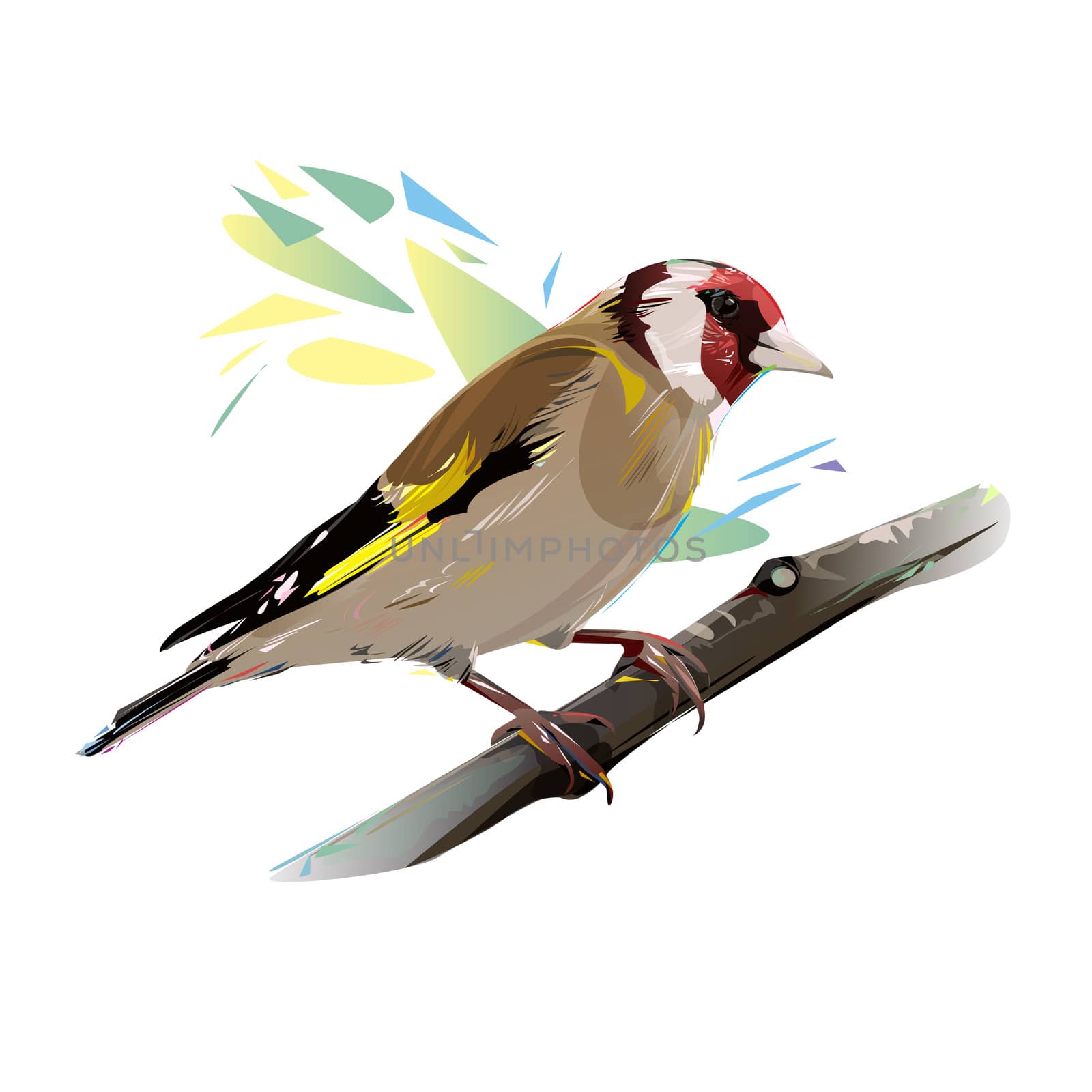 Goldfinch on a branch, isolated illustration