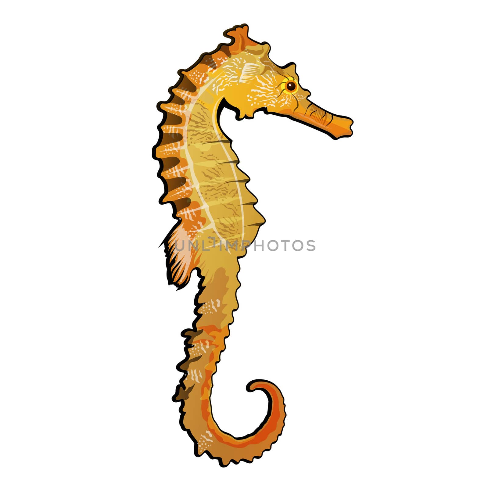 Sea horse  illustration on a white background