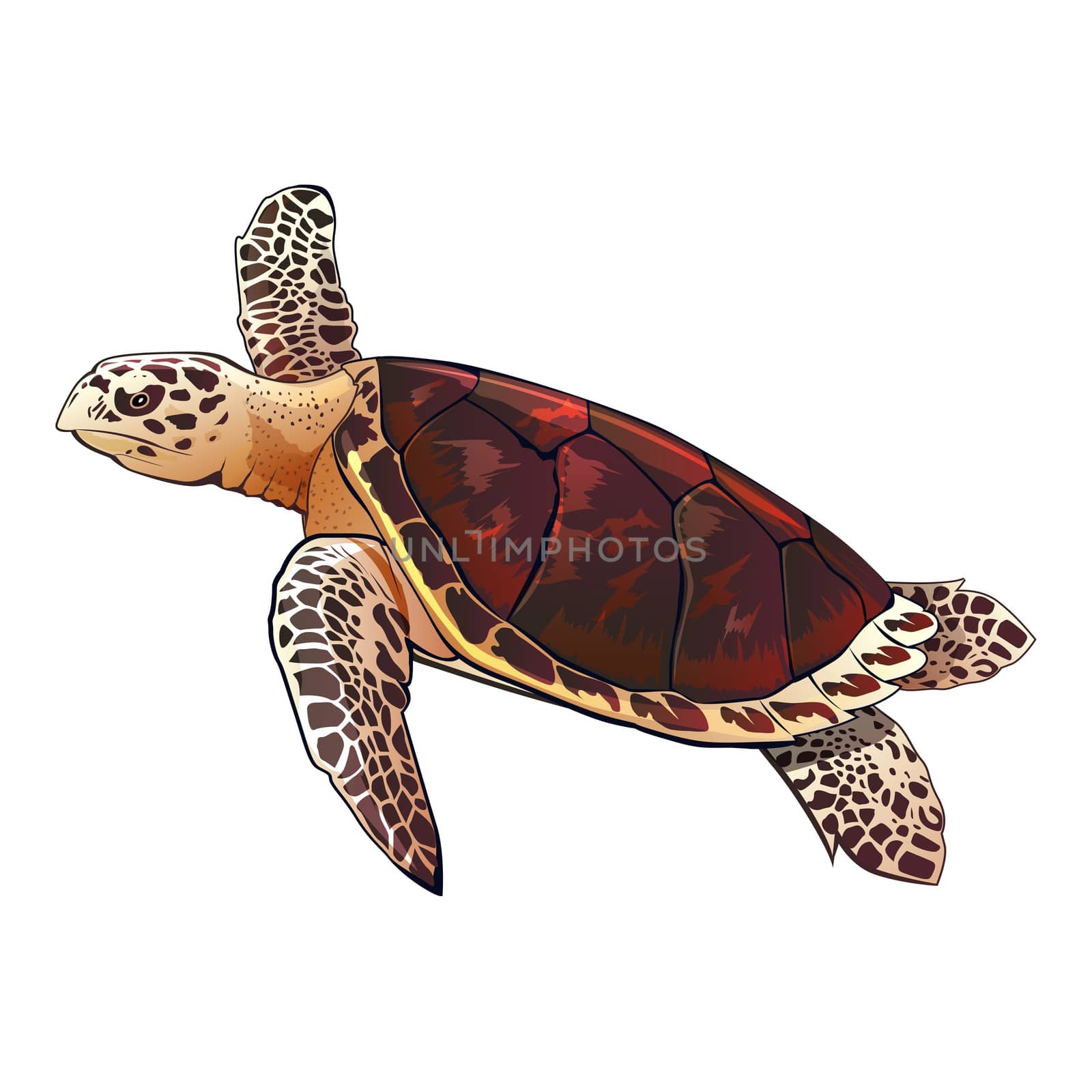 Sea turtle  illustration on a white background