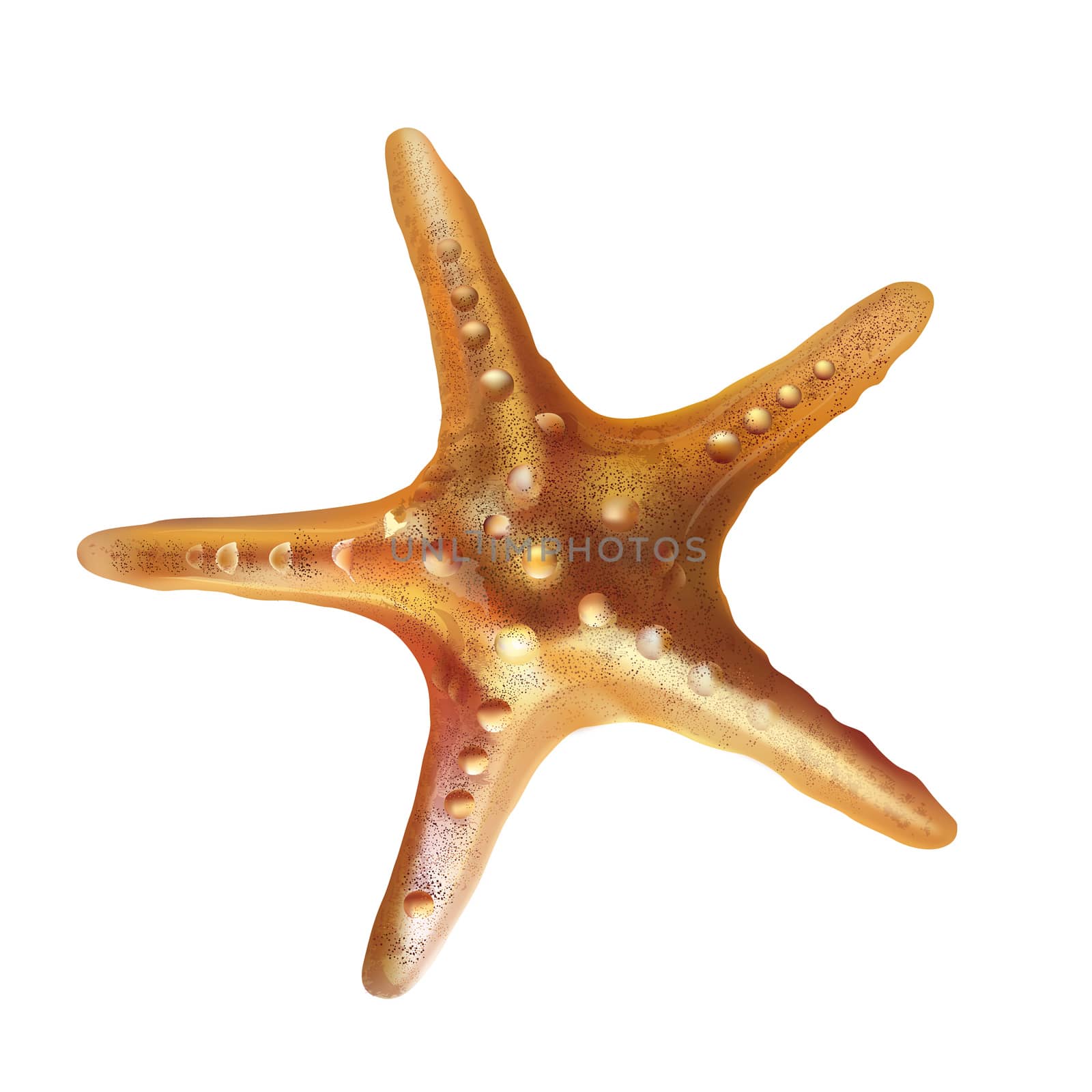 Starfish mesh gradient  illustration on a white background