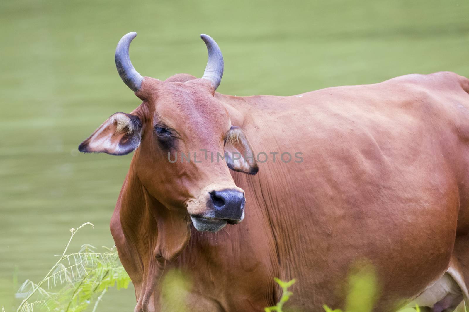 Image of brown cow on nature background. by yod67