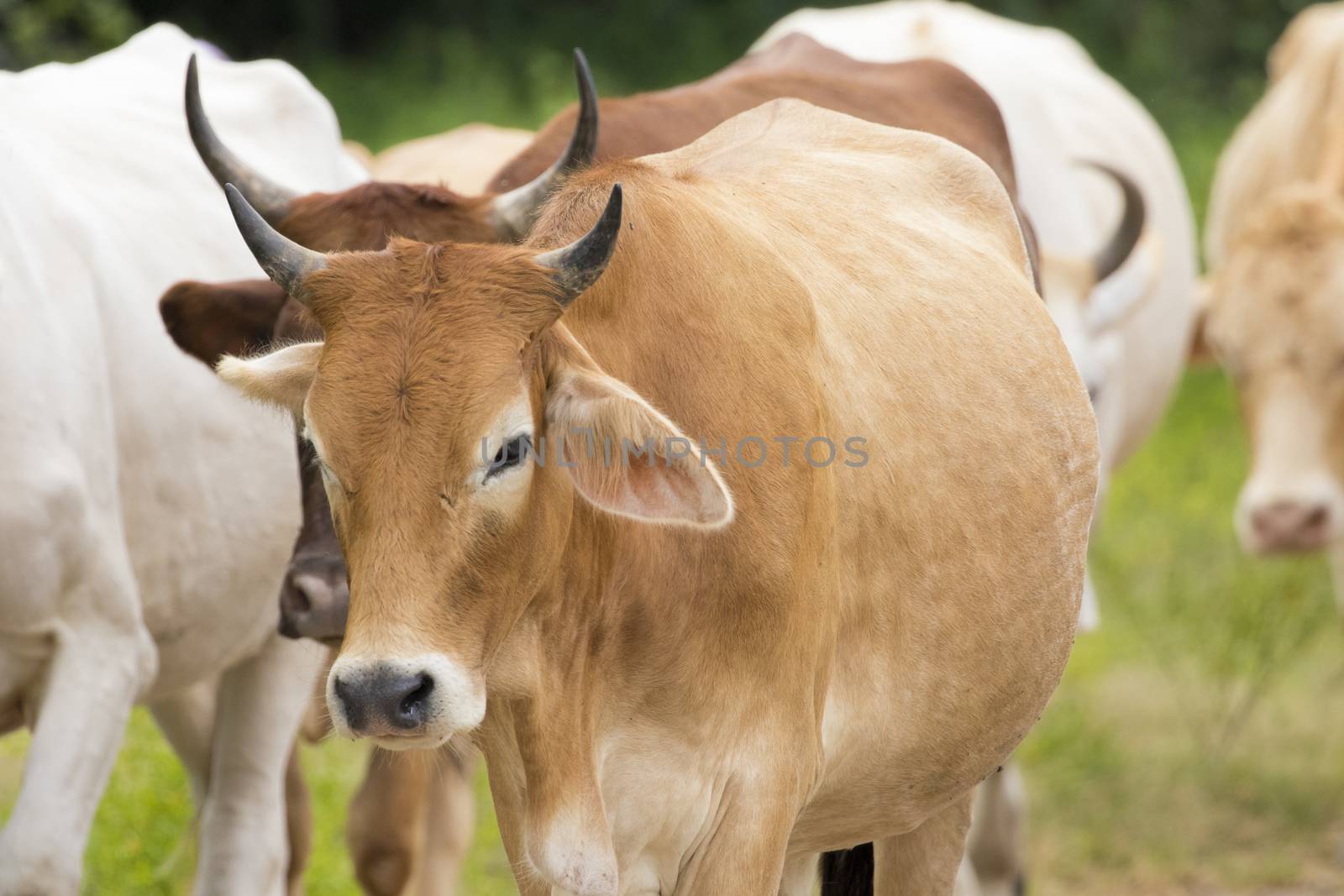 Image of brown cow on nature background.