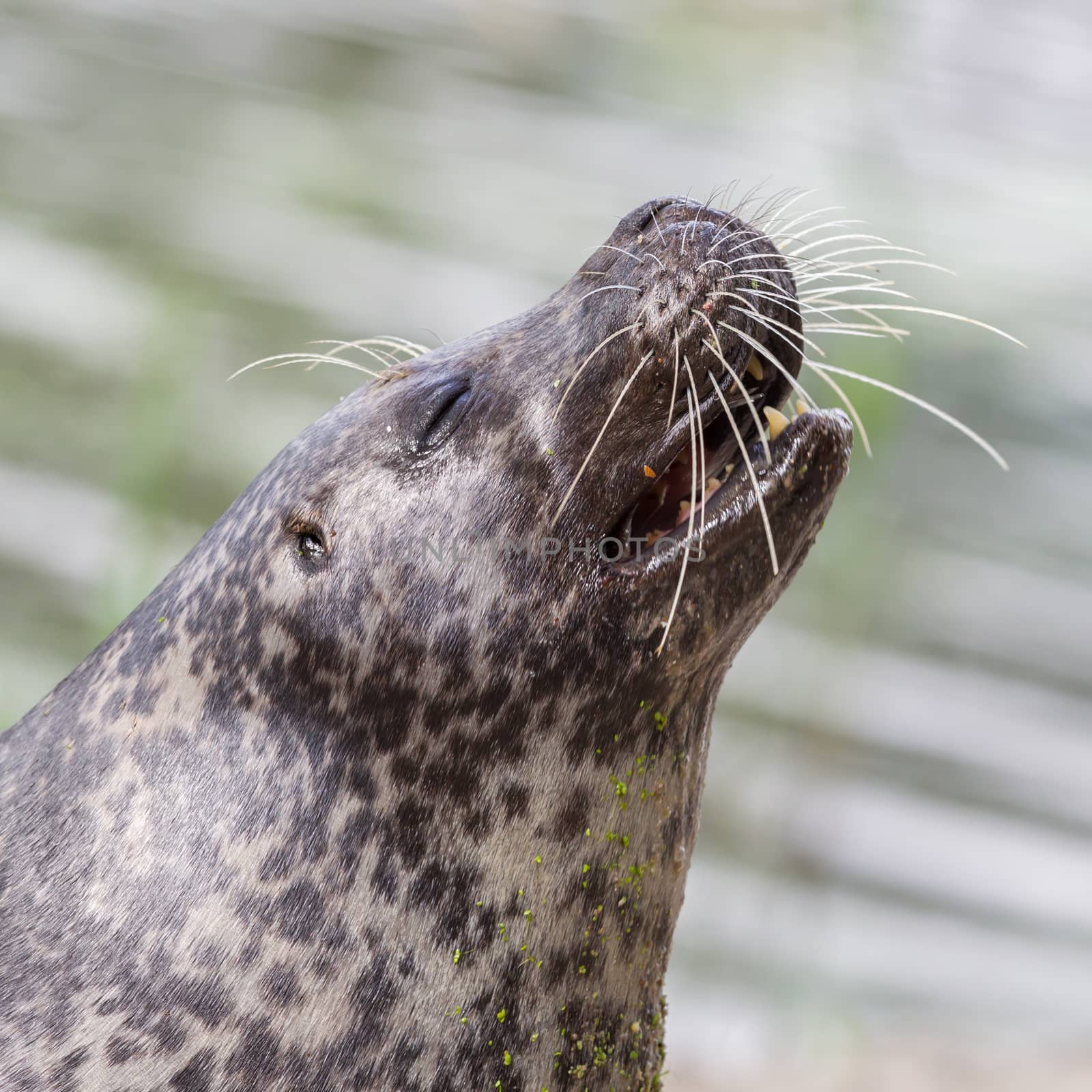 Sea lion closeup by michaklootwijk