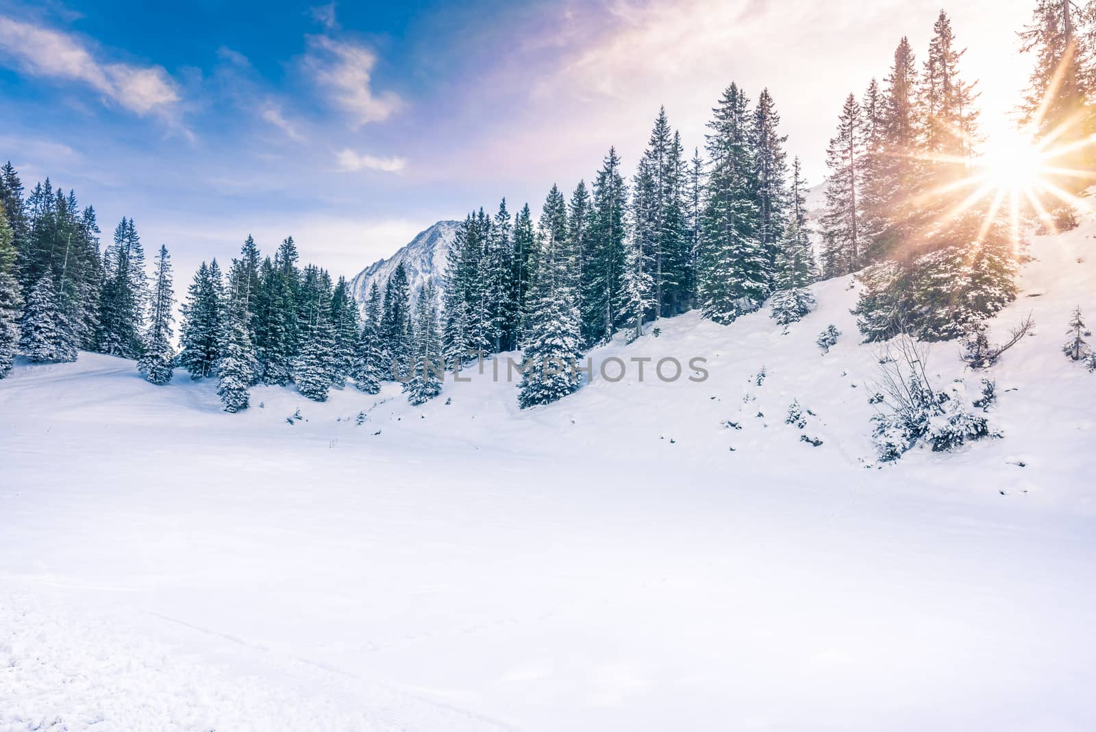 Lovely winter landscape with the evergreen fir forests warmed up by  the orange sun and its rays, while everything is covered in snow. Image taken in Ehrwald, Austria.