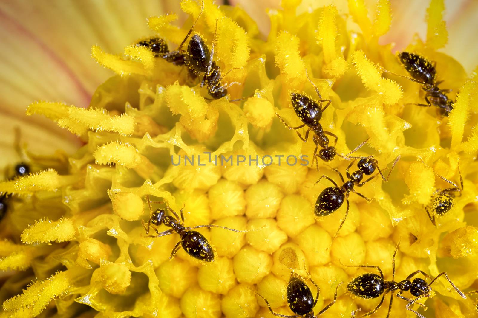 many ant workers on yellow flower. close