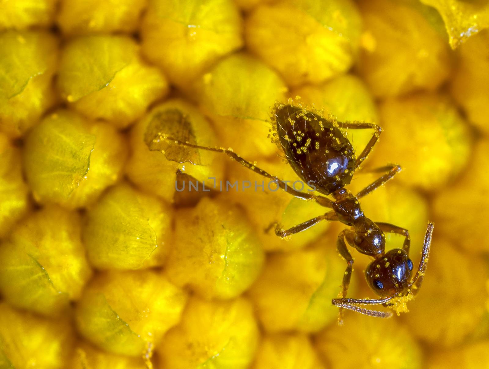 ant wiith stamens on flower. close up