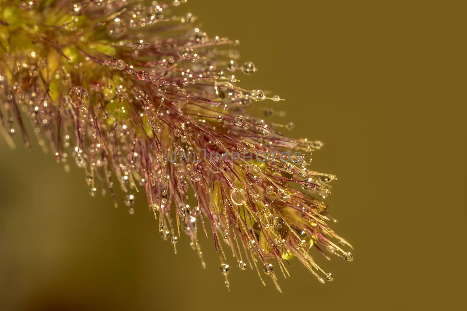 Exciting macro of dew drops on blade of grass